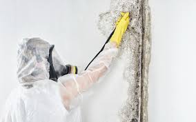  Carlisle, PA Mold Prevention & Removal Pros